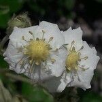 Potentilla alchimilloides Floare