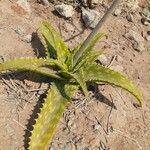 Aloe lateritia पत्ता