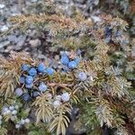 Juniperus communis Фрукт