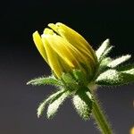 Rudbeckia hirtaFlor