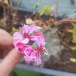 Pelargonium peltatumFlower