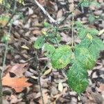 Rosa × nitidula Leaf