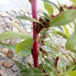 Amaranthus blitoides Máis