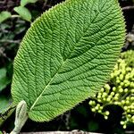 Viburnum lantana Levél