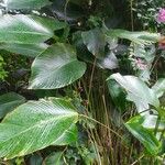 Calathea lutea Folio