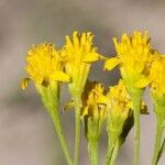 Hymenothrix wislizeni Flor
