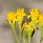 Hymenothrix wislizeni Flower