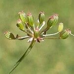 Carum verticillatum Fruit