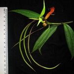 Aeschynanthus hookeri Other