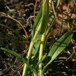 Valeriana celtica Levél