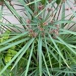 Cyperus alternifoliusЛіст