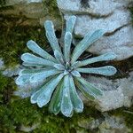 Saxifraga longifolia Leaf