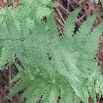 Thelypteris palustris Leaf