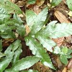Bolbitis auriculata Leaf