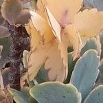 Kalanchoe fedtschenkoi Leaf