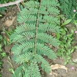 Caesalpinia decapetala Frunză