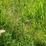 Crepis tectorum Habit