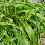 Pandanus dubius Blatt