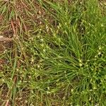 Juncus bufonius Folha