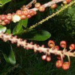 Sarcopera sessiliflora Gyümölcs