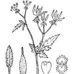 Chaerophyllum nodosum Arall