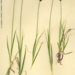 Carex parviflora Otro