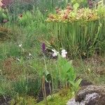 Cypripedium reginae Blomst