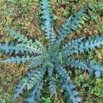 Cirsium palustreLeaf