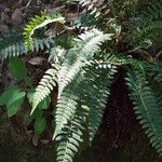 Polystichum imbricans Habitus