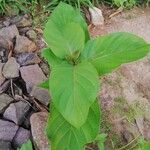 Nauclea latifolia Folio