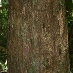 Manilkara bidentata Corteza