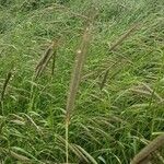 Setaria parviflora 果實