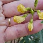 Cajanus cajan Flower