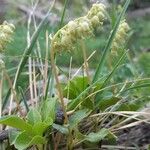 Orthilia secunda Habit