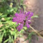 Knautia arvernensis Floare