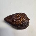 Salacca zalacca ഫലം