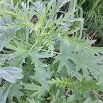 Urtica cannabina List