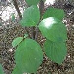 Cornus rugosa Blatt