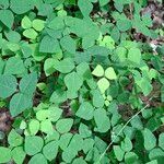 Amphicarpaea bracteata Blatt