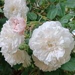 Rosa banksiae Flower