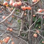 Malus × floribunda Fruit