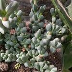 Gibbaeum petrense Hostoa