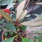 Rhododendron apoanum List