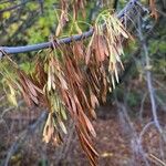 Fraxinus pennsylvanica ফল