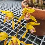 Cymbidium tigrinum Flor