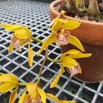 Cymbidium tigrinum Kukka