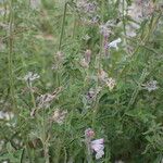 Nepeta nepetella その他の提案