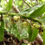 Appendicula reflexa Habitus