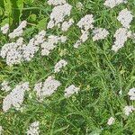 Achillea nobilis फूल