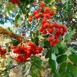 Sorbus aucuparia Φρούτο